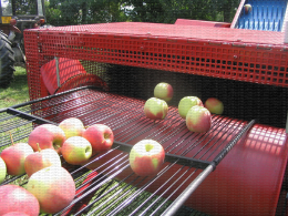 Récolte mécanique de pommes : mise en palox des fruits récoltés
